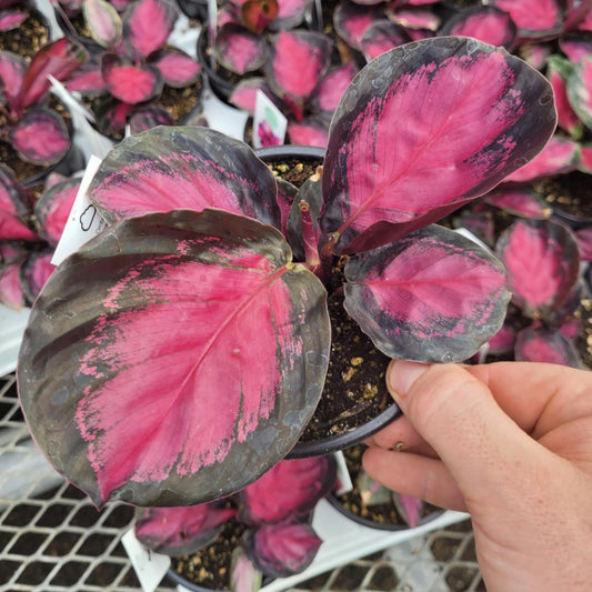 Calathea 'Rusco'