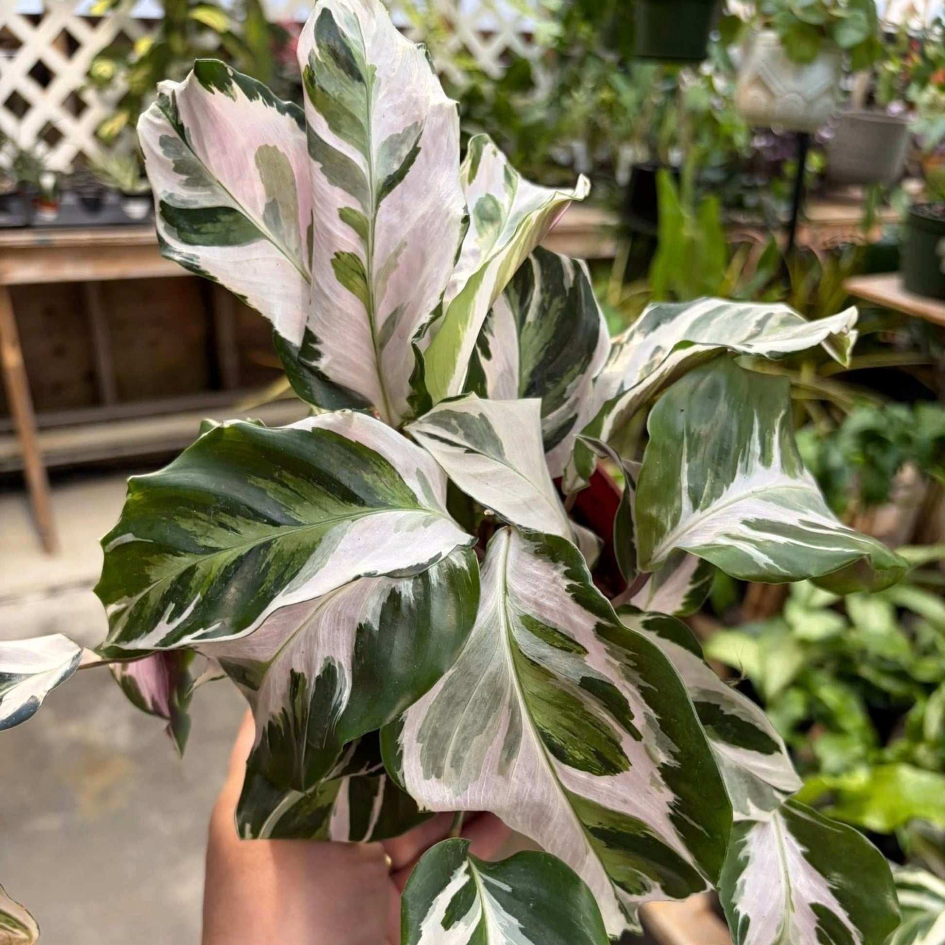 sansevieria stella variegated Stronger than Fusion White | Calathea 'Stella'