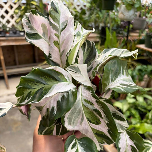 Goeppertia veitchiana 'Stella' – Calathea 'Stella'