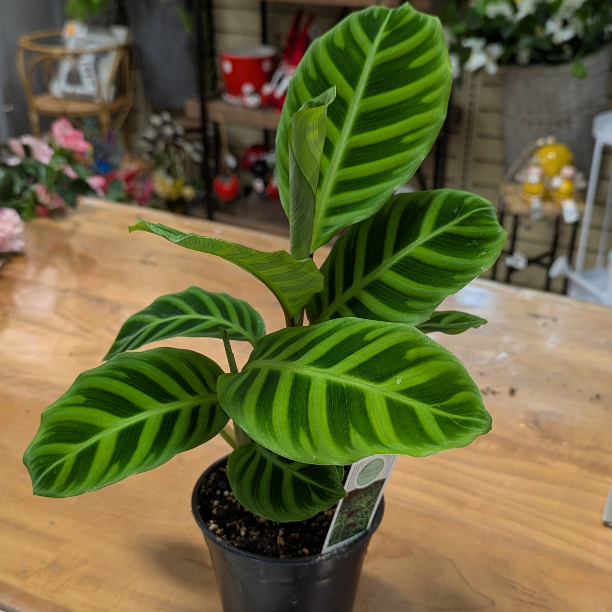 zebra plant indoor or outdoor Calathea 'Zebrina' (Zebra Plant) | Unique Striped Foliage