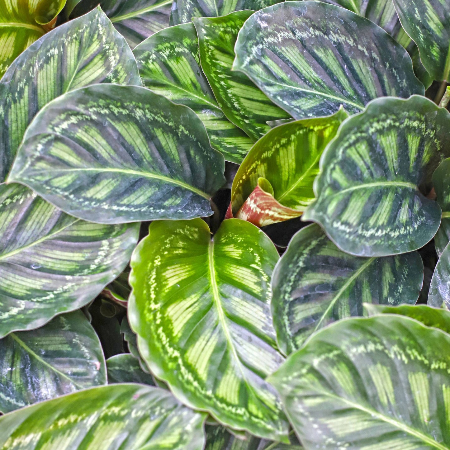 Calathea 'Flamestar'