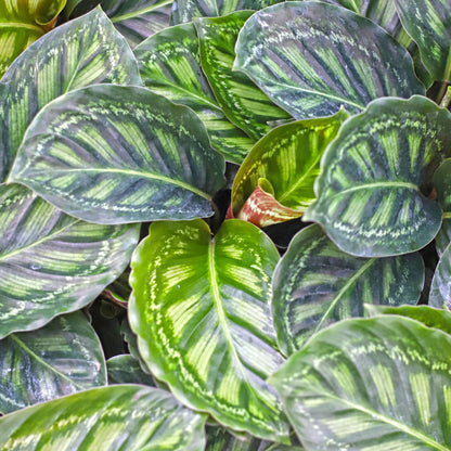 Calathea 'Flamestar'