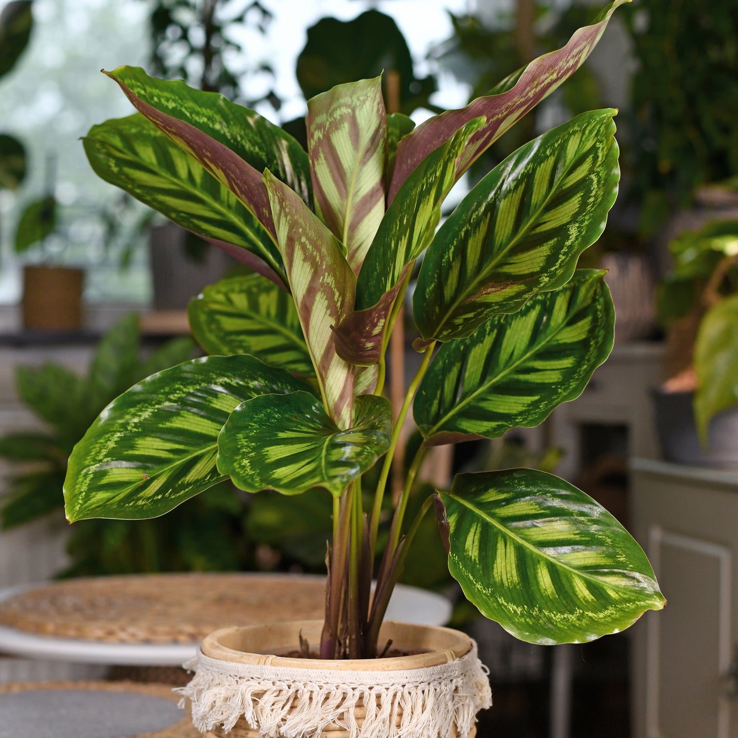 Calathea 'Flamestar'