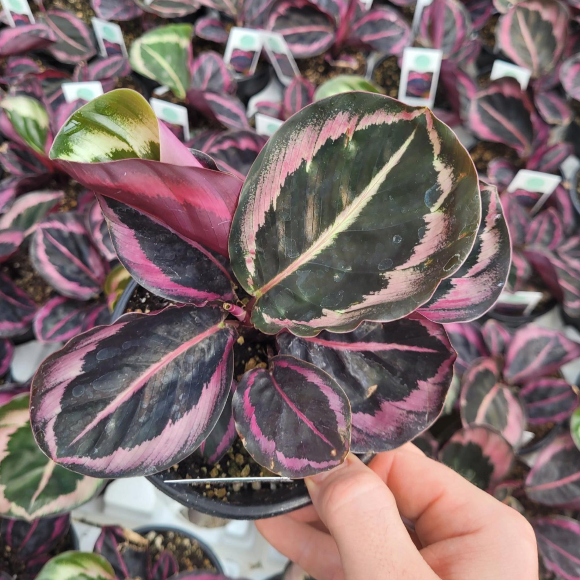 Calathea 'Princess Jessie' – Jardineries Botanix