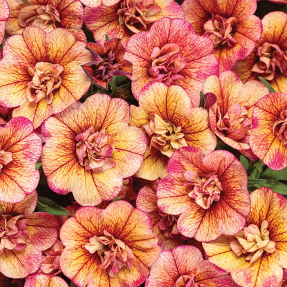 Calibrachoa SUPERBELLS® Double Vintage Coral