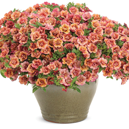 Calibrachoa SUPERBELLS® Double Vintage Coral