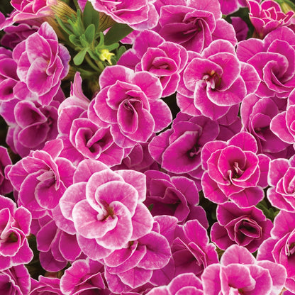 Calibrachoa SUPERBELLS® Double Love Swept