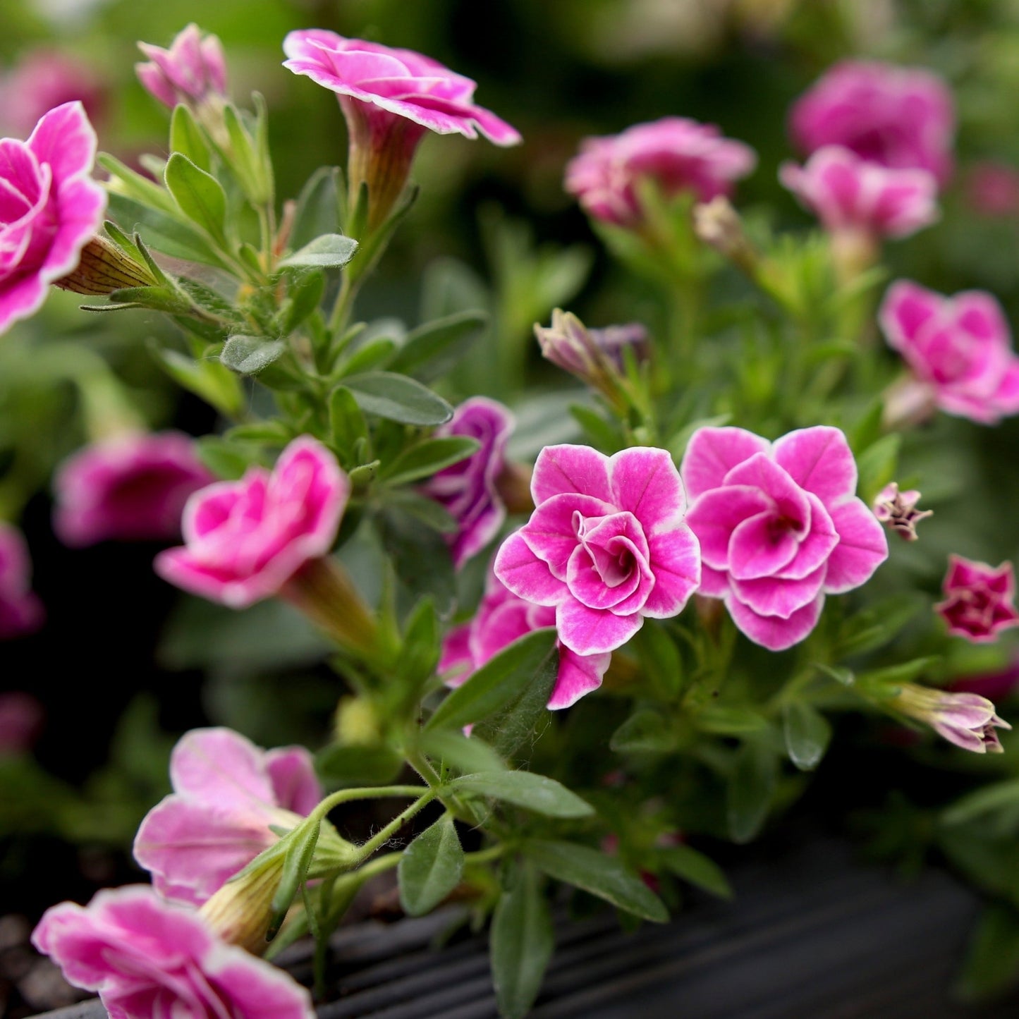 SUPERBELLS® Doublette Love Swept Calibrachoa