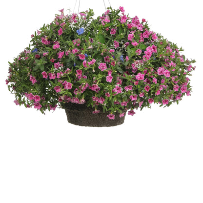 SUPERBELLS® Doublette Love Swept Calibrachoa