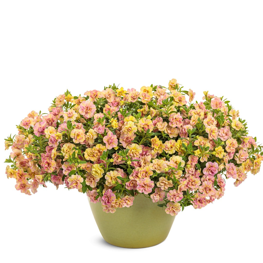 Calibrachoa Superbells® Double Grapefruit™