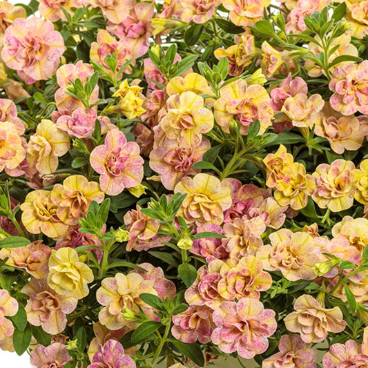 Calibrachoa Superbells® Double Grapefruit™