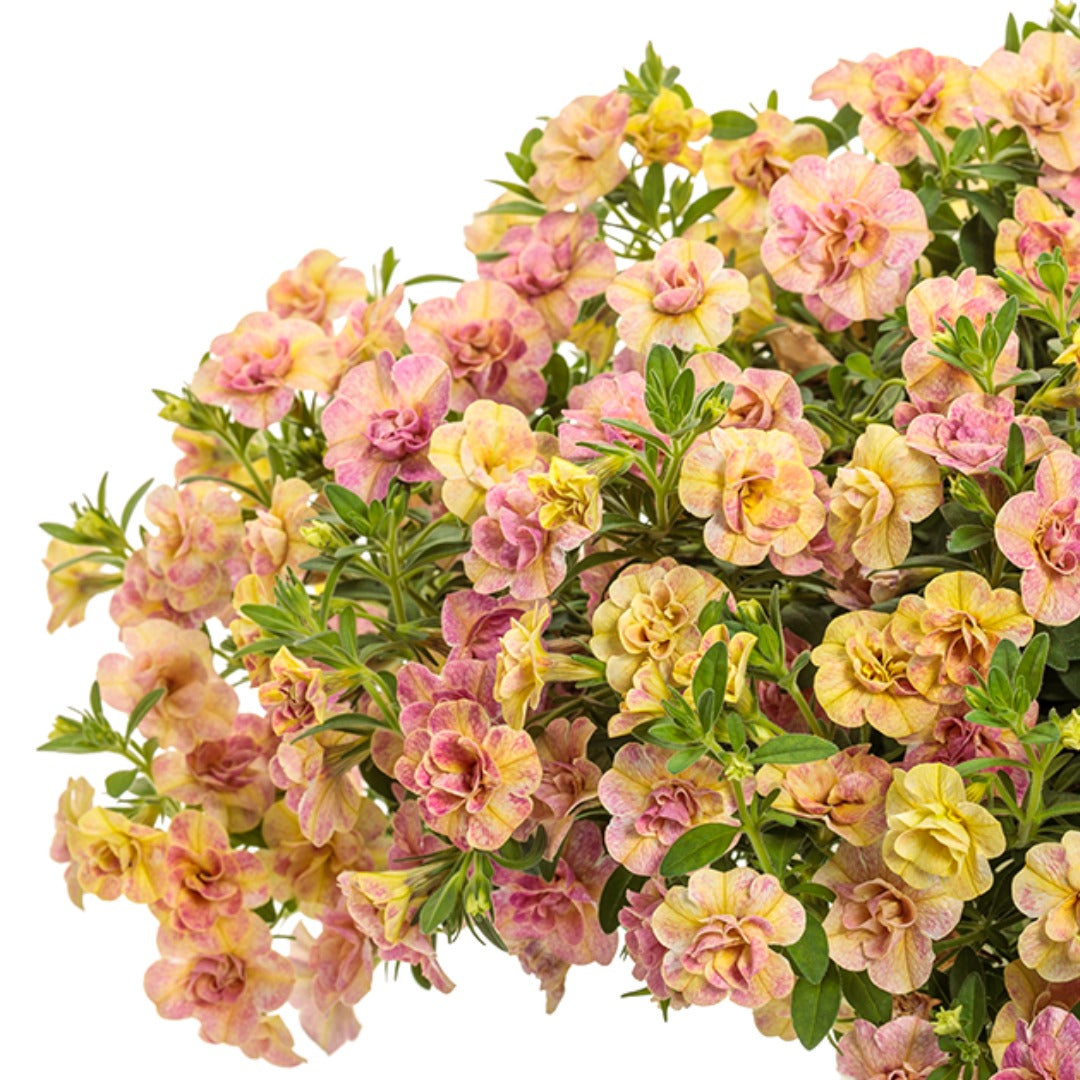 Double Coral and Peach Blooms | Superbells Double Grapefruit
