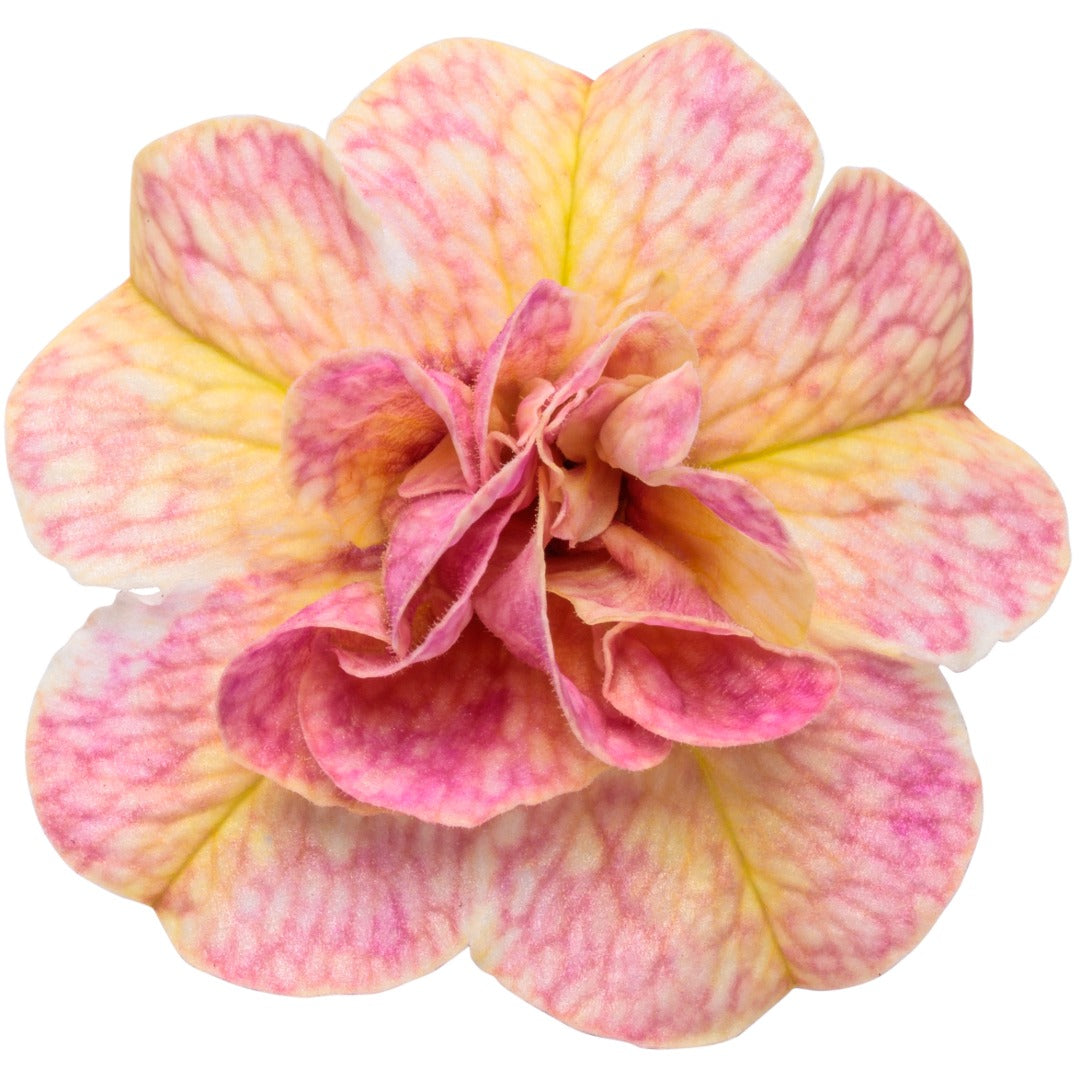 Double Coral and Peach Blooms | Superbells Double Grapefruit