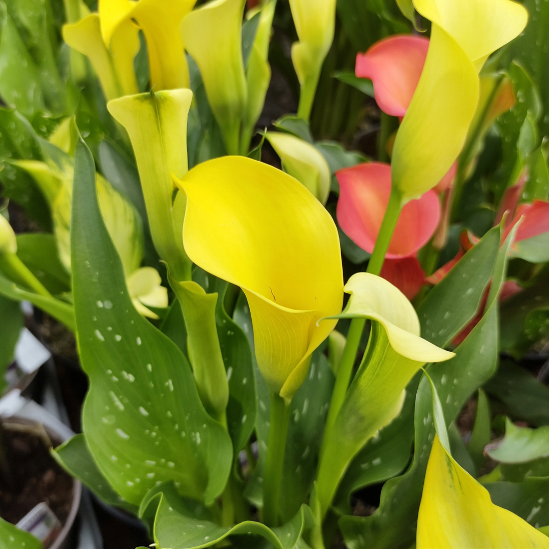 Zantedeschia 'Captain Sunclub®' – 'Captain Sunclub®' Calla Lily
