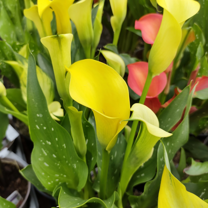 Zantedeschia 'Captain Sunclub®' – 'Captain Sunclub®' Calla Lily