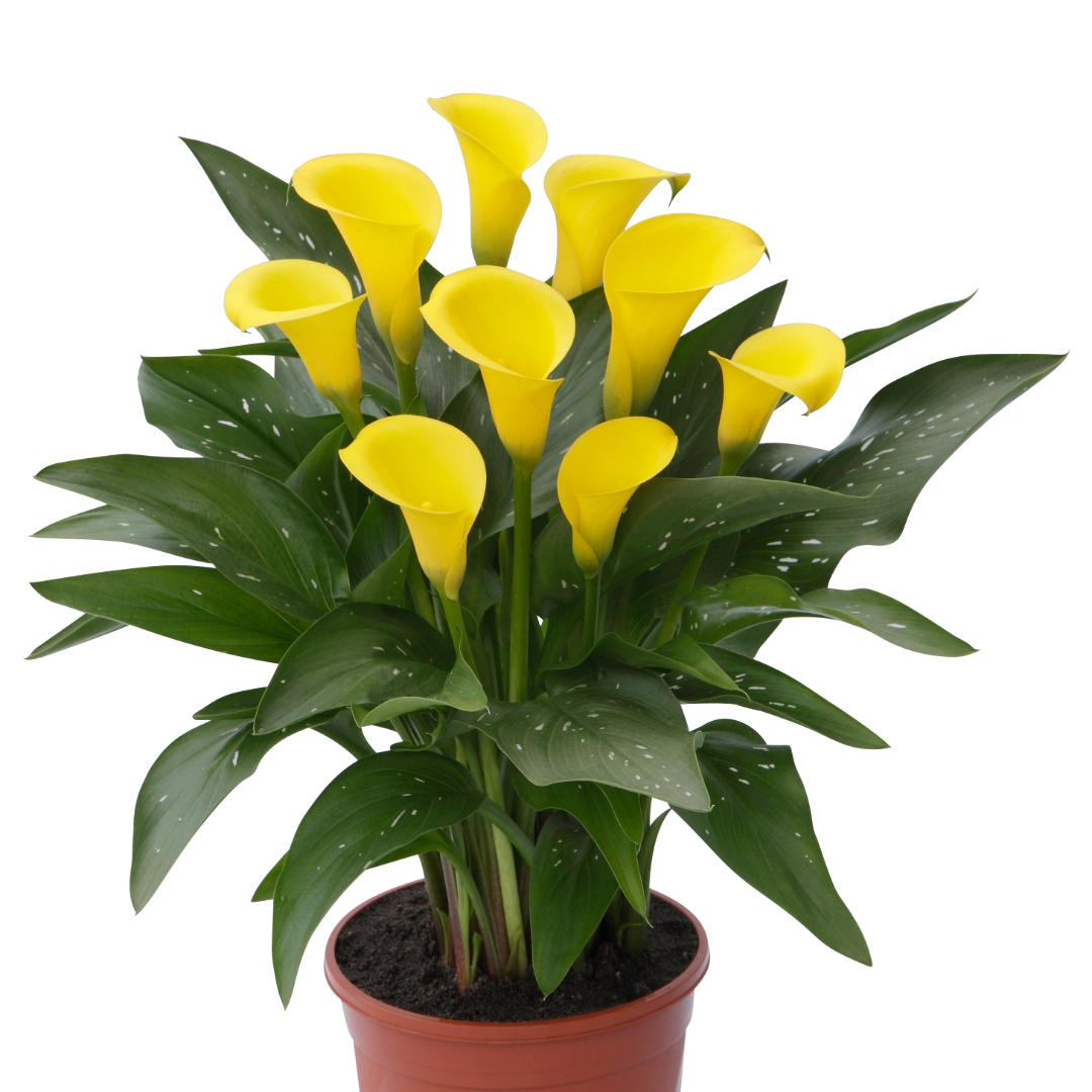 Zantedeschia 'Captain Sunclub®' – 'Captain Sunclub®' Calla Lily