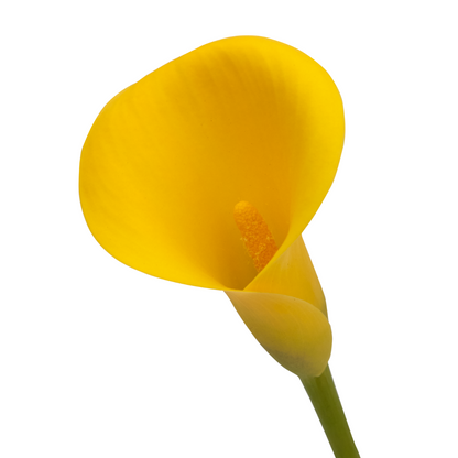 Zantedeschia 'Captain Sunclub®' – 'Captain Sunclub®' Calla Lily