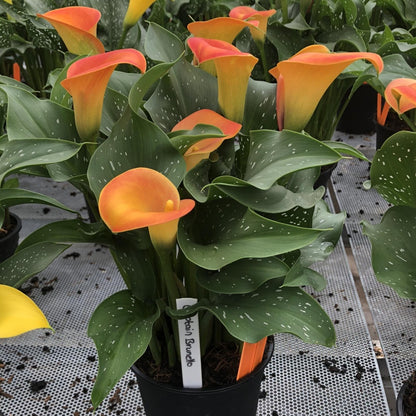 Zantedeschia 'Captain Brunello' – Captain Brunello Calla Lily