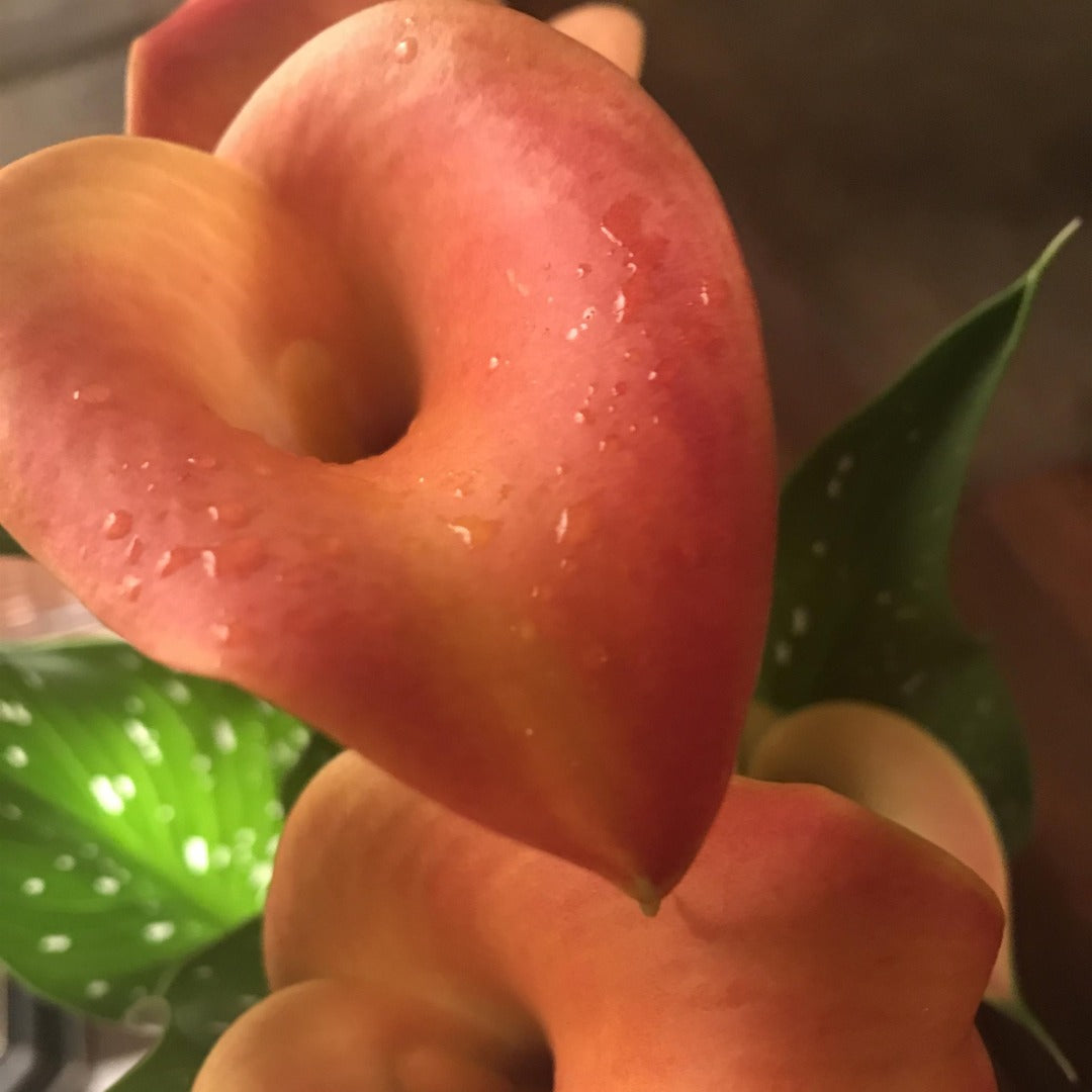 Zantedeschia 'Captain Brunello' – Captain Brunello Calla Lily