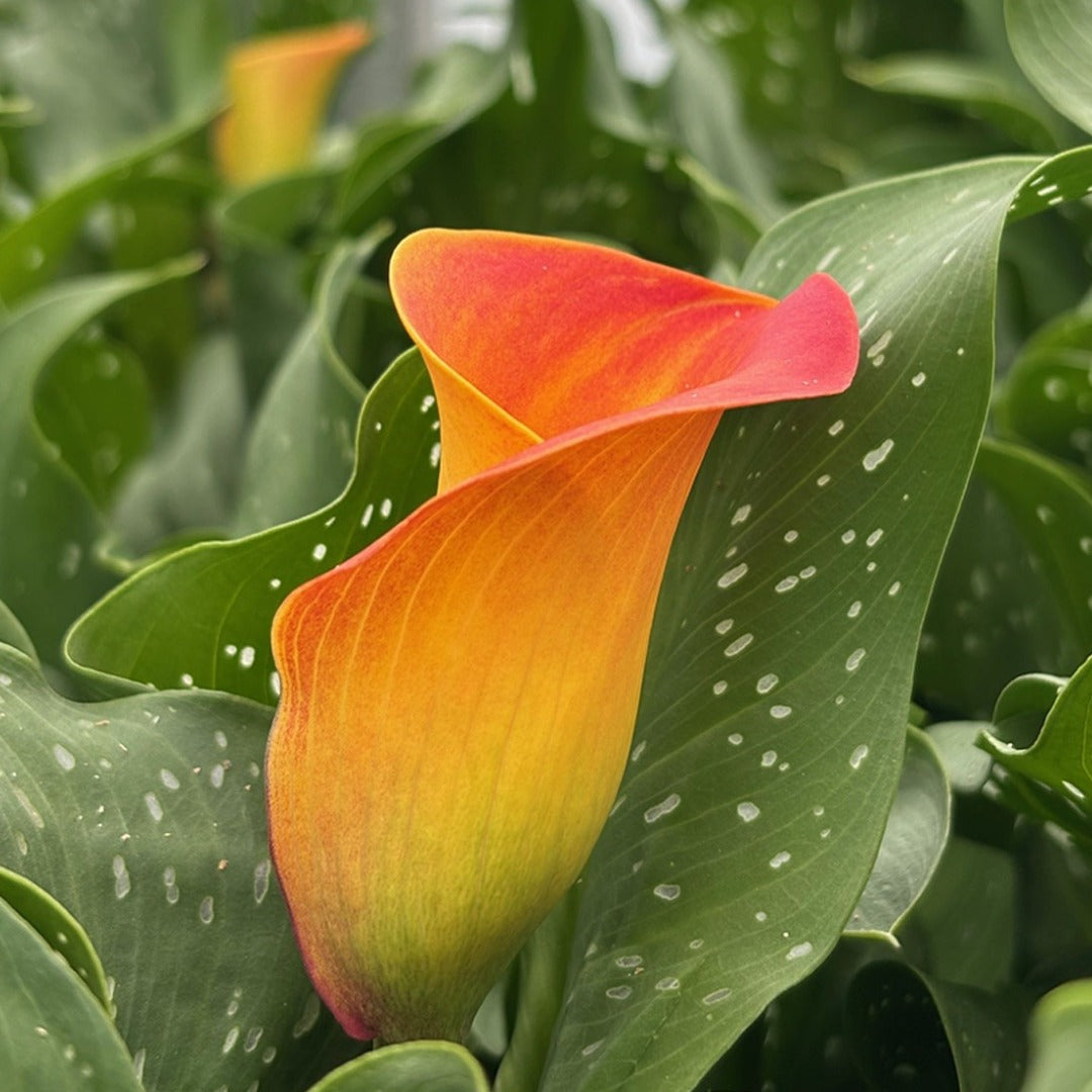 Zantedeschia 'Captain Brunello' – Captain Brunello Calla Lily