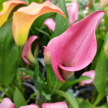 Zantedeschia 'Captain Zazu' – Captain Zazu Calla Lily