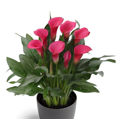 Zantedeschia 'Captain Zazu' – Captain Zazu Calla Lily