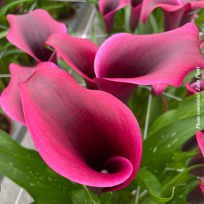Zantedeschia 'Dior' – Dior Calla Lily