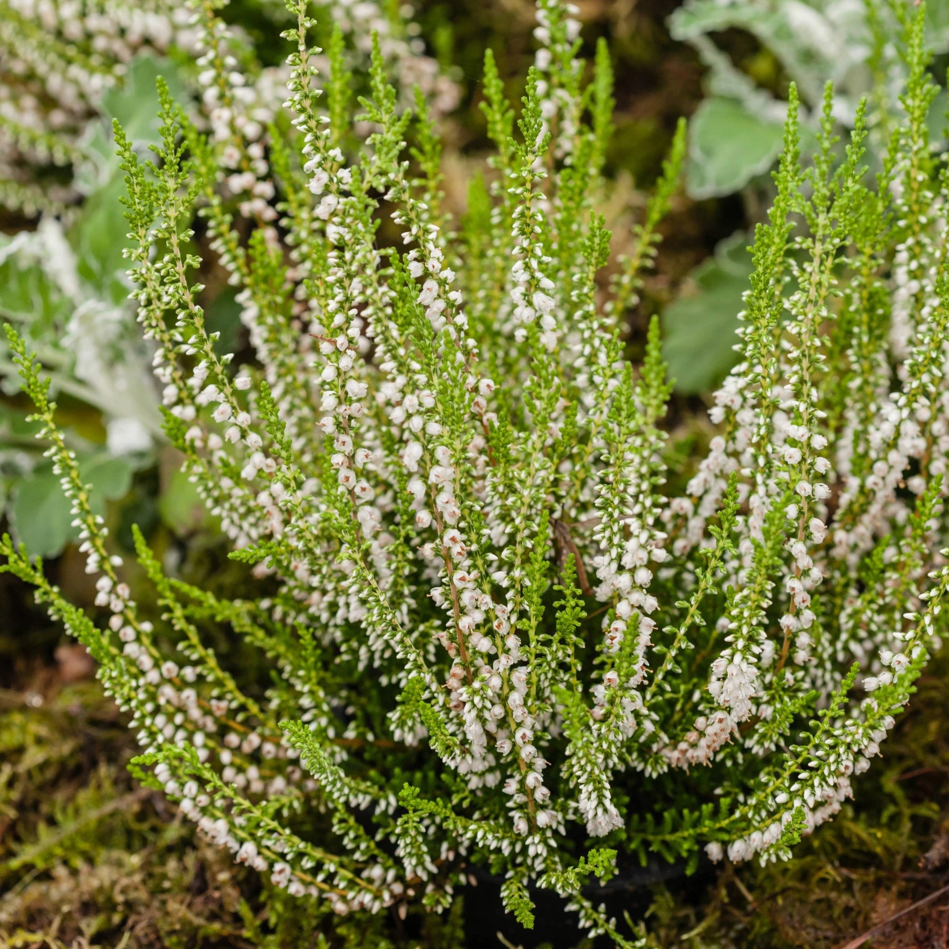 calluna plant indoor A Long-Lasting Touch of White for Fall | 'Alicia' Heather | Calluna vulgaris 'Alicia'