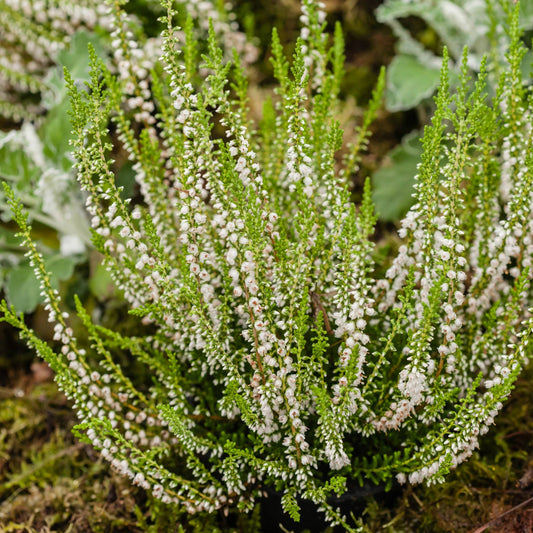 Calluna vulgaris Série Garden Girls® 'Alicia' – Bruyère commune 'Alicia'