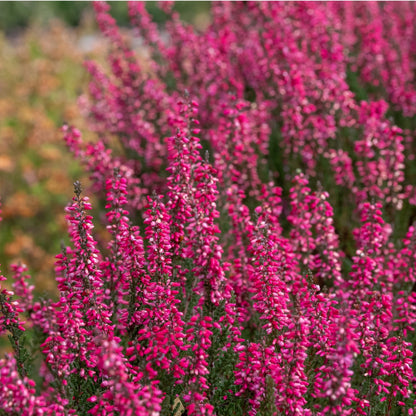 Calluna vulgaris 'Athene' Garden Girls® Series– Heather 'Athene'