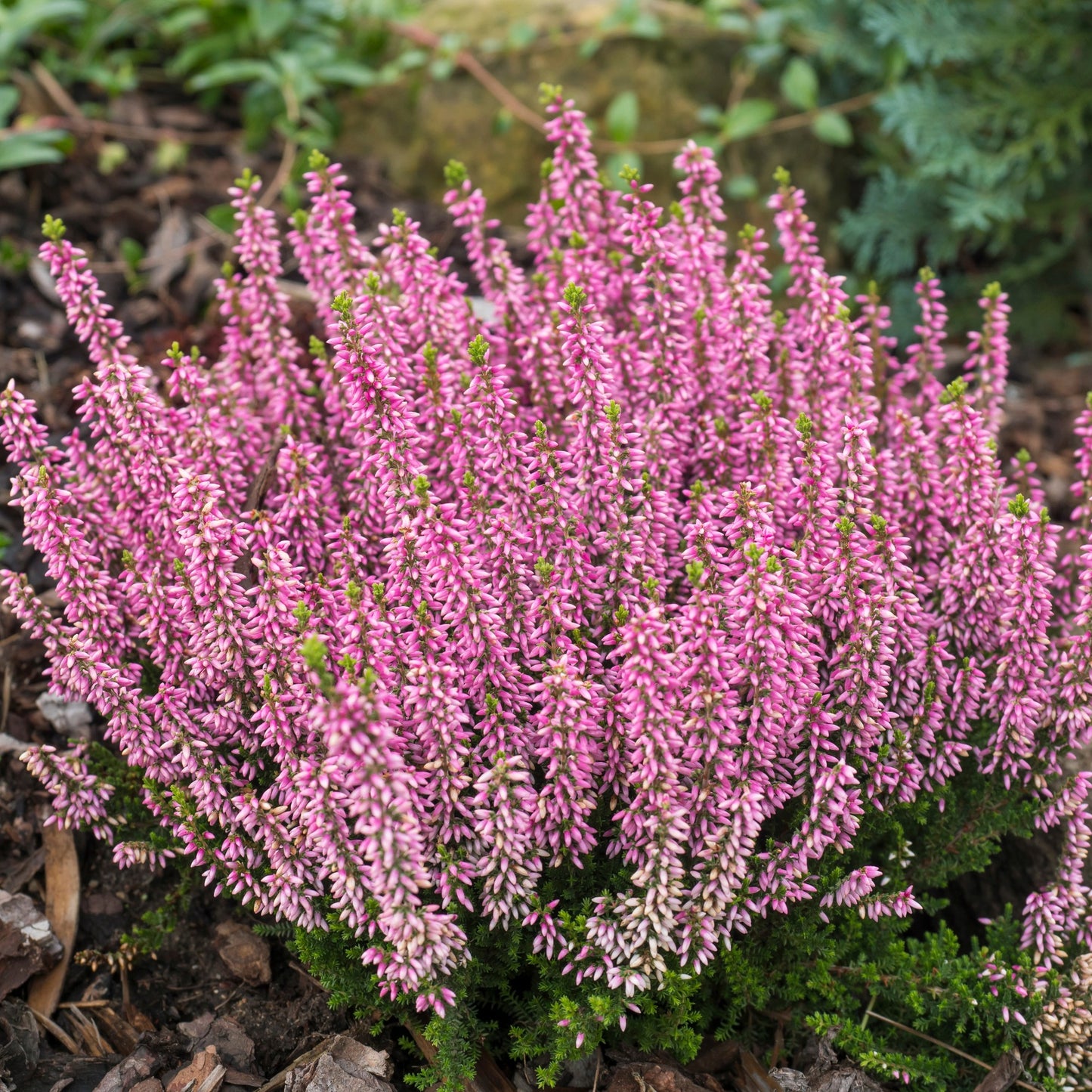 Calluna vulgaris Garden Girls® 'Agnes' – 'Agnes' Heather