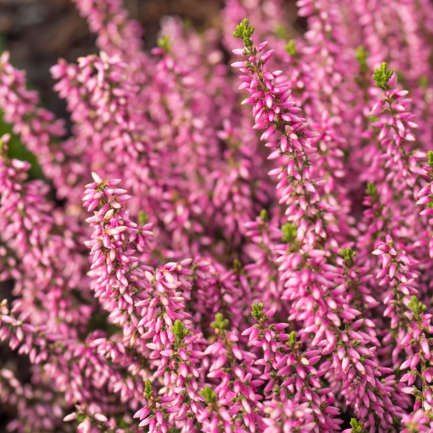 Calluna vulgaris Garden Girls® 'Agnes' – 'Agnes' Heather