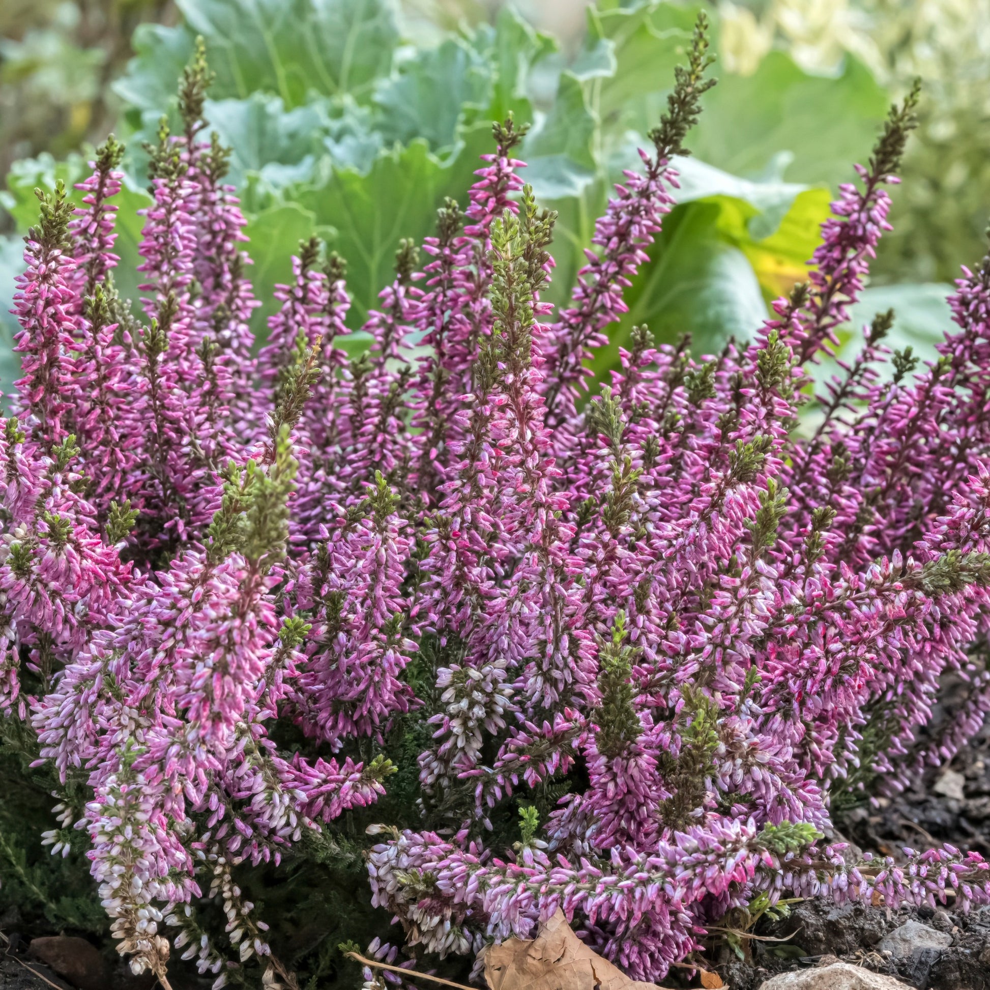calluna plant care indoor A Long-Lasting Lilac-Pink for Fall | 'Hilda' Heather | Calluna vulgaris 'Hilda'