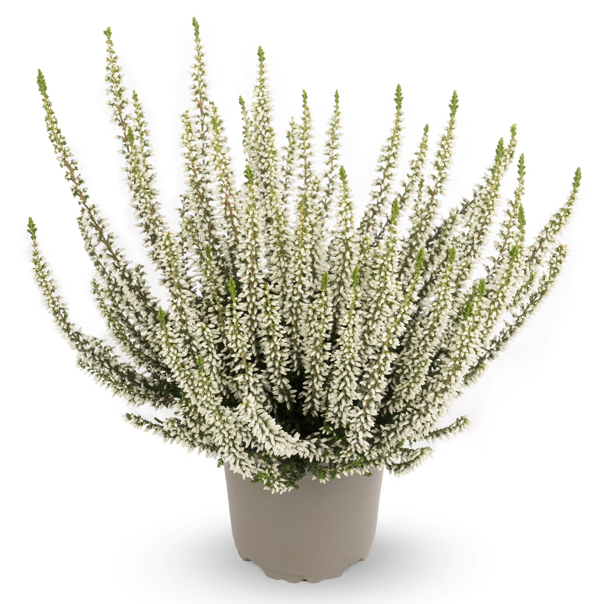 calluna plant indoor A Long-Lasting Touch of White for Fall | 'Alicia' Heather | Calluna vulgaris 'Alicia'