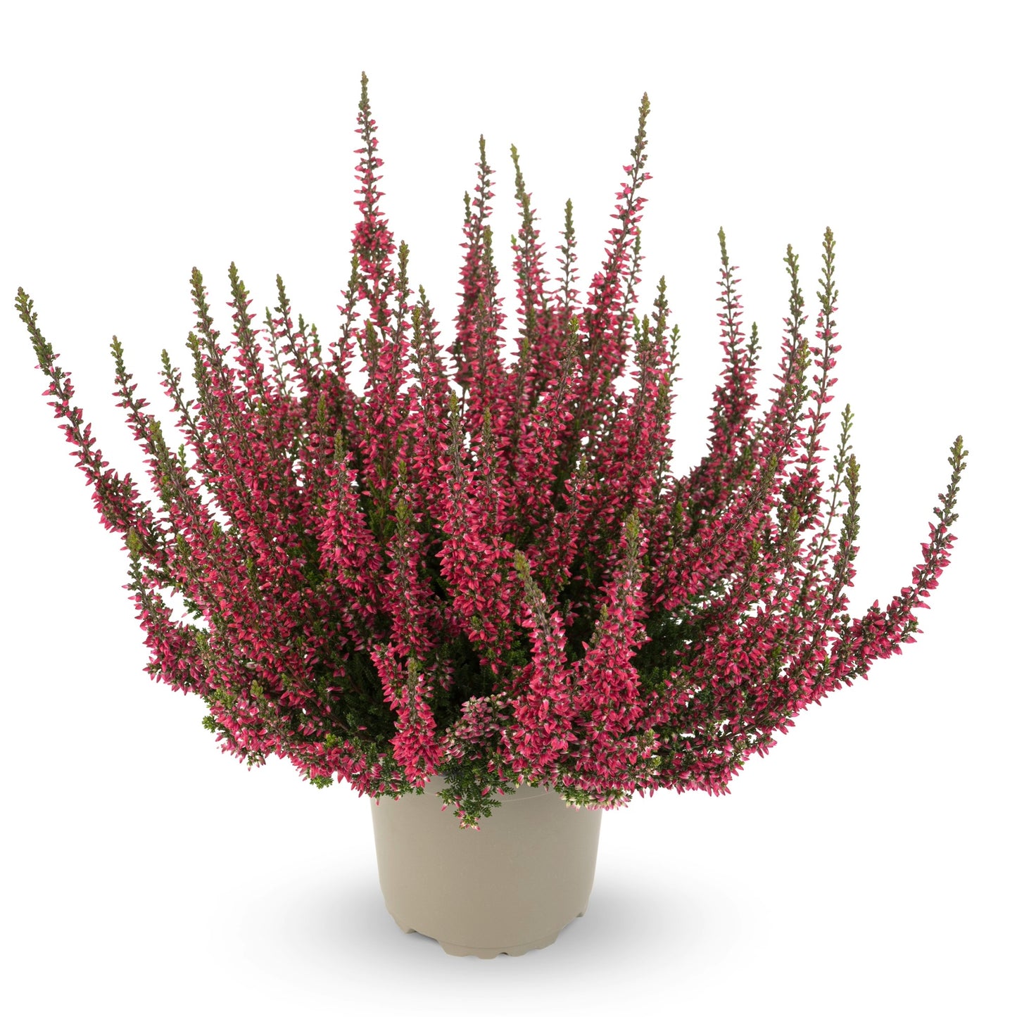 Calluna vulgaris 'Athene' Garden Girls® Series– Heather 'Athene'