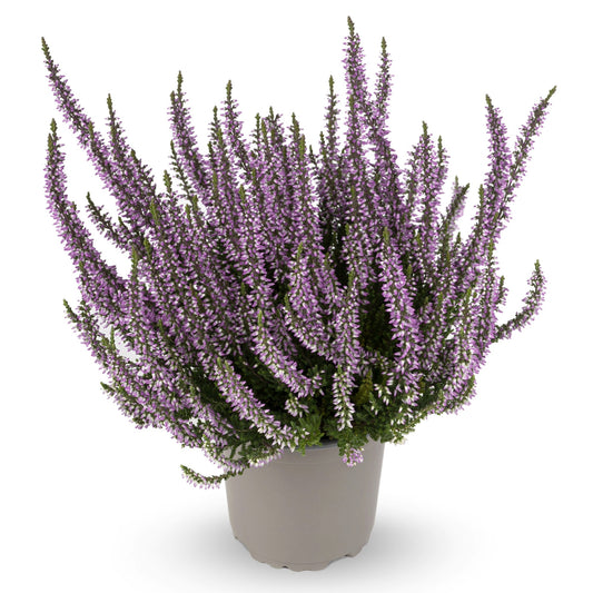Calluna vulgaris 'Hilda' Garden Girls® Series– Heather 'Hilda'