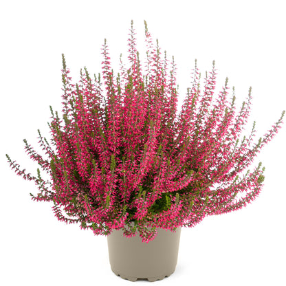 Calluna vulgaris Garden Girls® 'Katja' – 'Katja' Heather