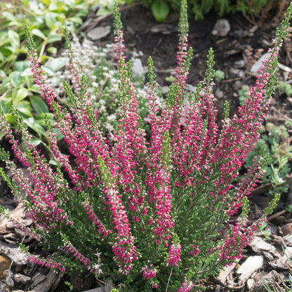 Calluna vulgaris Garden Girls® 'Katja' – 'Katja' Heather
