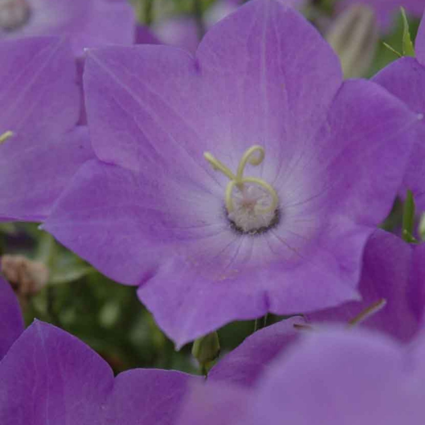 Blue Clips' Carpathian bellflower