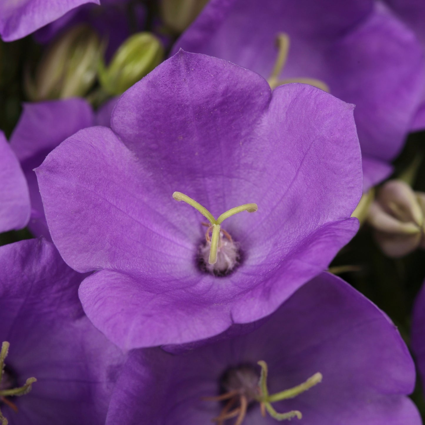 Rapido Blue' Carpathian Bellflower