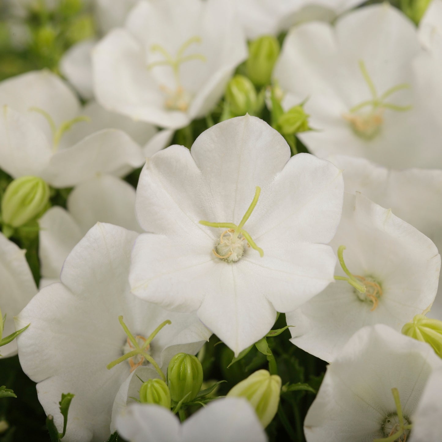 Campanule des Carpates 'Rapido White'