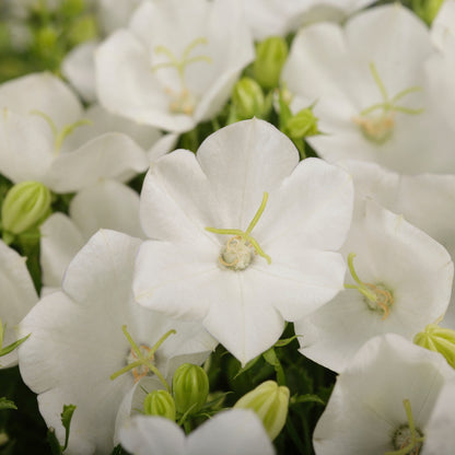 Rapido White' Carpatian Bellflower