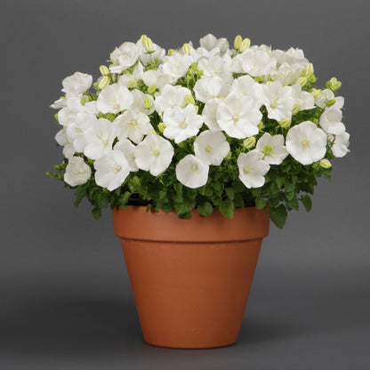 Campanule des Carpates 'Rapido White'