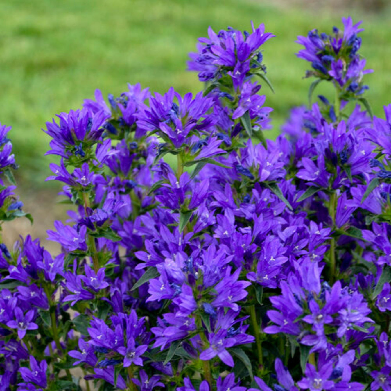 Campanule à bouquets – Jardineries Botanix