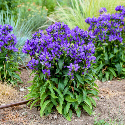 Clustered bellflower