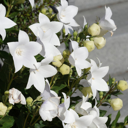 Grandiflora' Peach-leaved bellflower