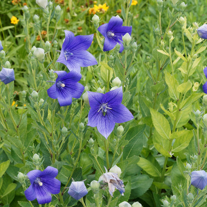 Grandiflora' Peach-leaved bellflower