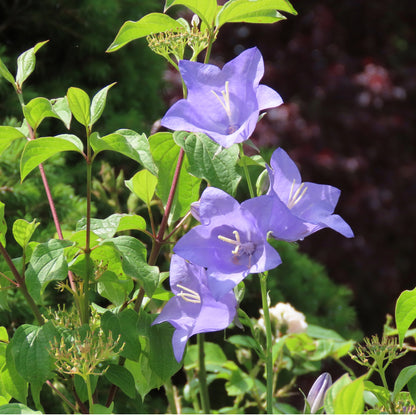 Campanule à feuilles de pêcher 'Grandiflora'