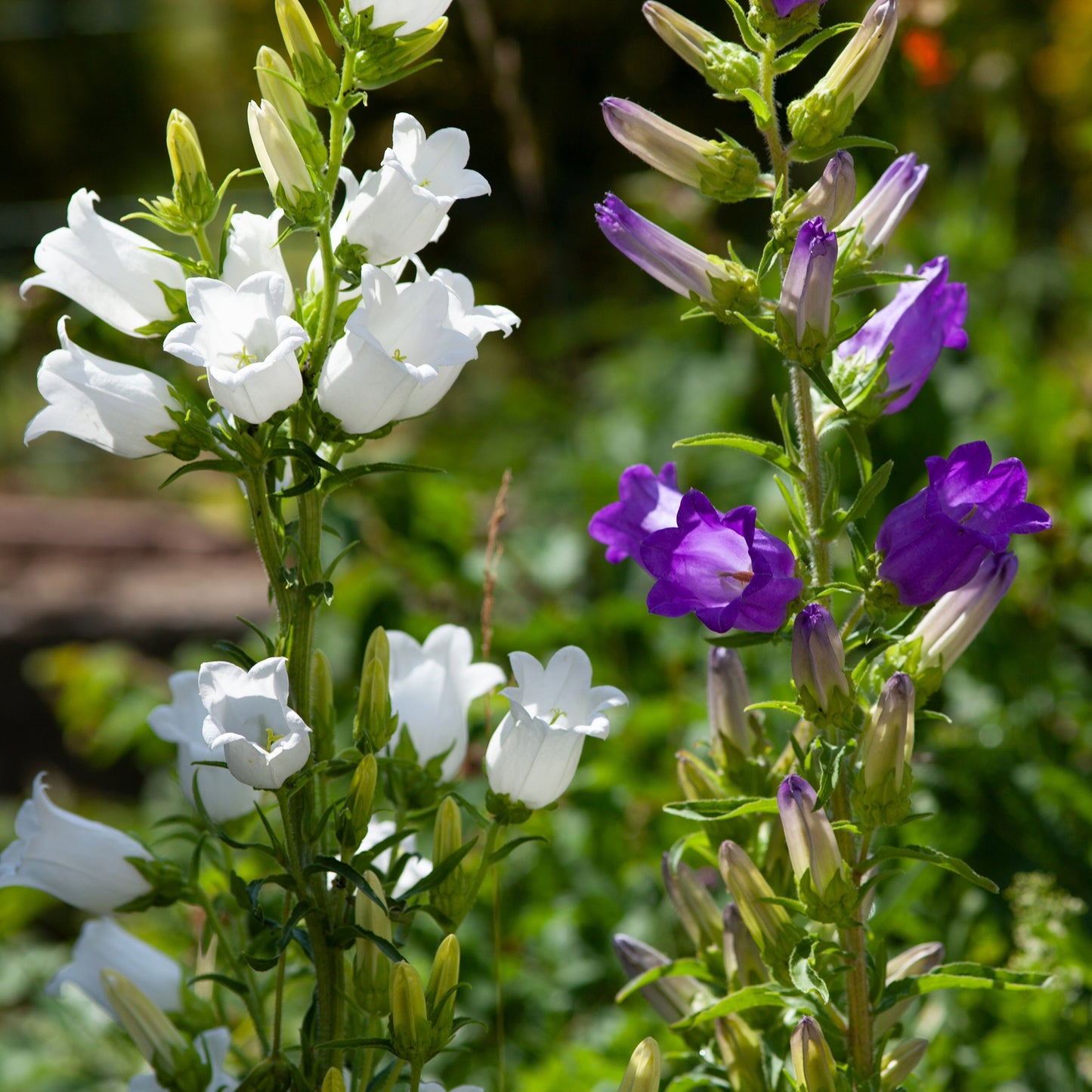 Grandiflora' Peach-leaved bellflower