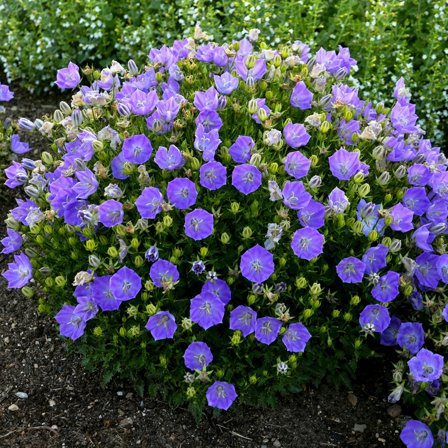 Rapido Blue' Carpathian Bellflower